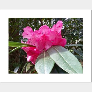 Pink Flowers Nature Photography Pacific Northwest Posters and Art